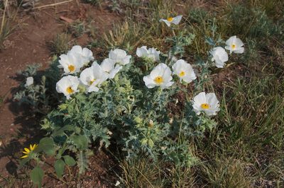 Argemone polyanthemos, photographed by Henggang Cui