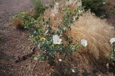 Argemone polyanthemos, photographed by Henggang Cui