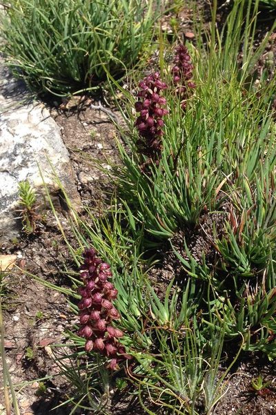Disa neglecta, photographed by Dave U