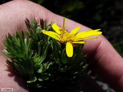 Ursinia caledonica, photographed by Chris Vynbos