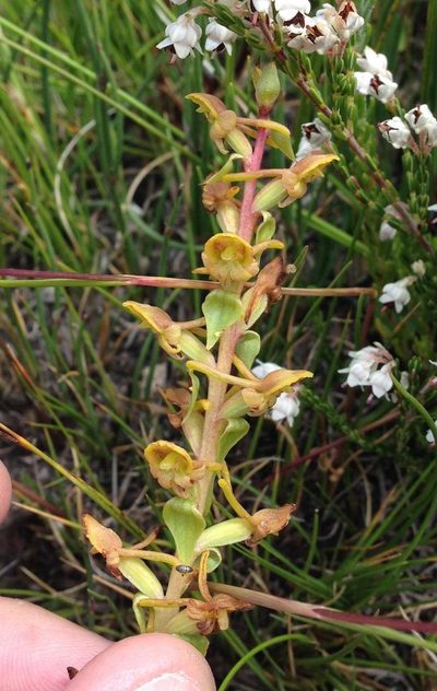 Satyrium pygmaeum, photographed by Dave U