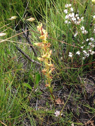 Satyrium pygmaeum, photographed by Dave U
