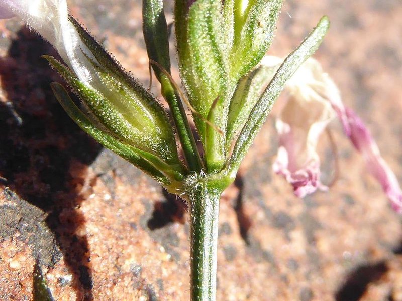Dicliptera leistneri, photographed by Andrew Hankey