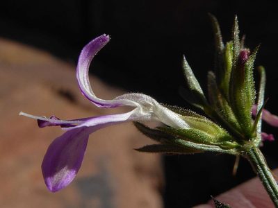 Dicliptera leistneri, photographed by Andrew Hankey
