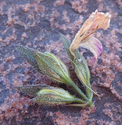 Dicliptera leistneri, photographed by Andrew Hankey