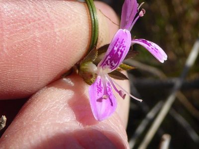 Dicliptera leistneri, photographed by Andrew Hankey