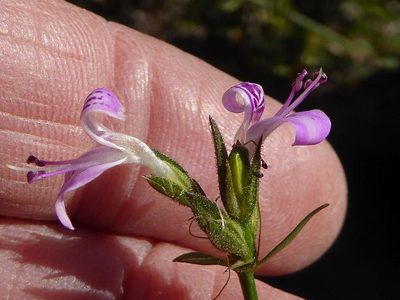 Dicliptera leistneri, photographed by Andrew Hankey
