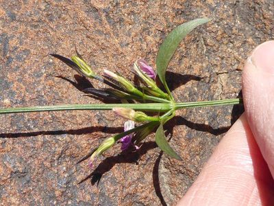 Dicliptera leistneri, photographed by Andrew Hankey