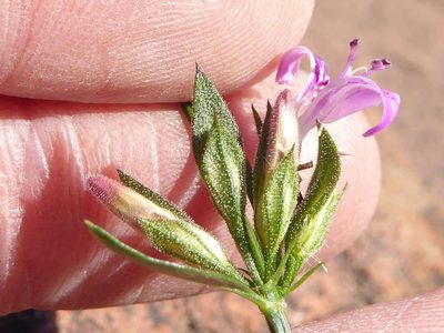 Dicliptera leistneri, photographed by Andrew Hankey