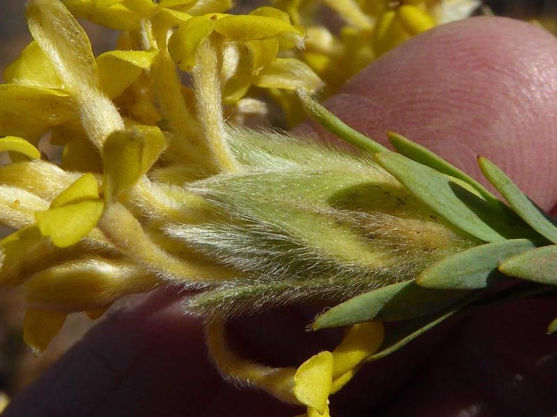 Lasiosiphon burchellii, photographed by Andrew Hankey