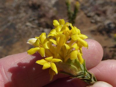 Lasiosiphon burchellii, photographed by Andrew Hankey