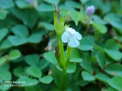 Bonnaya ciliata, photographed by Ong Jyh Seng