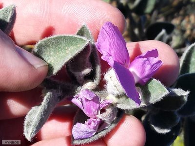 Podalyria hirsuta, photographed by Chris Vynbos