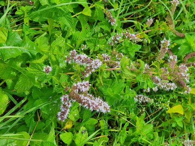 Mentha spicata, photographed by Andrea Meucci