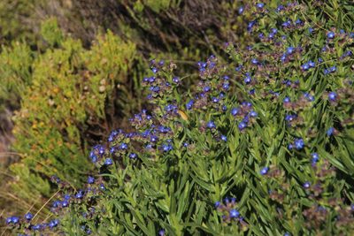 Anchusa capensis, photographed by Tony Rebelo