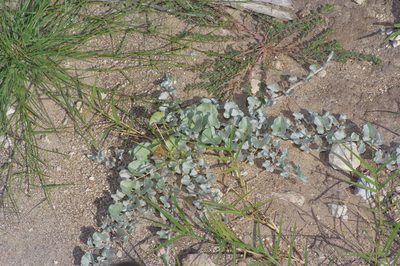 Dichondra argentea, photographed by Michelle W. （鍾偉瑋）