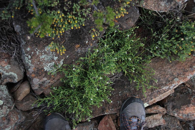 Lithospermum diversifolium, photographed by Tony Rebelo