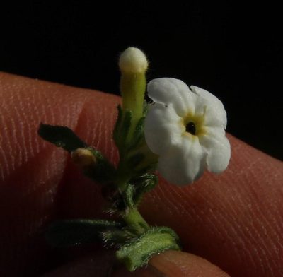 Lithospermum diversifolium, photographed by Tony Rebelo