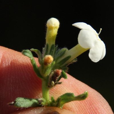 Lithospermum diversifolium, photographed by Tony Rebelo