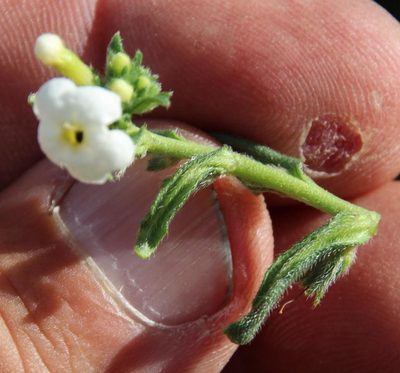 Lithospermum diversifolium, photographed by Tony Rebelo