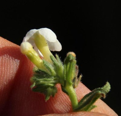 Lithospermum diversifolium, photographed by Tony Rebelo