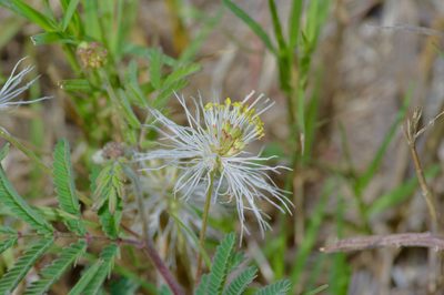 Desmanthus velutinus, photographed by Michelle W. （鍾偉瑋）