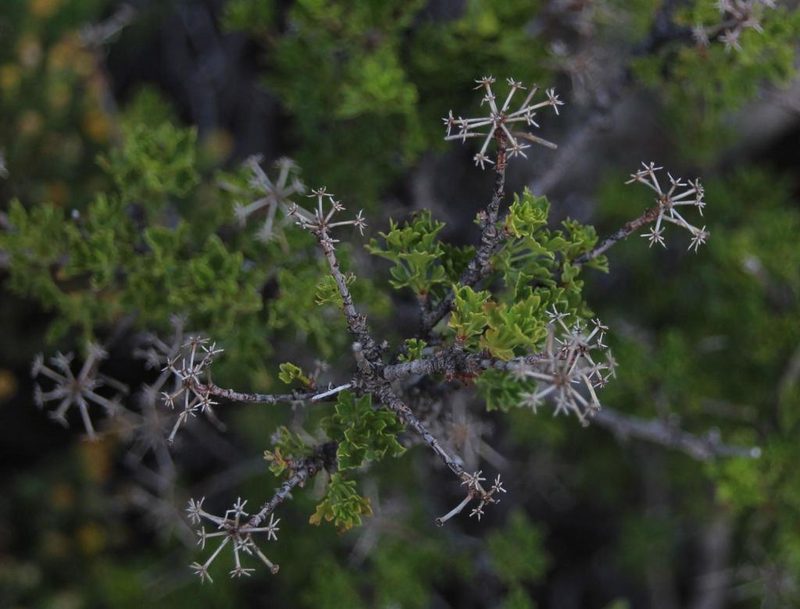 Polemannia grossulariifolia, photographed by Tony Rebelo