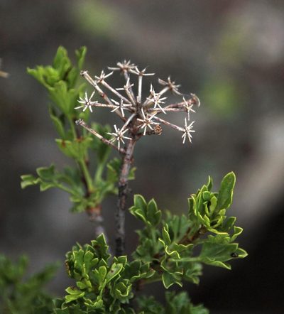 Polemannia grossulariifolia, photographed by Tony Rebelo