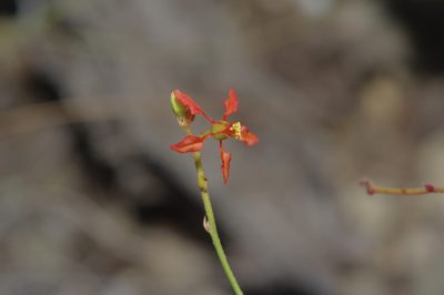 Galphimia angustifolia, photographed by Michelle W. （鍾偉瑋）