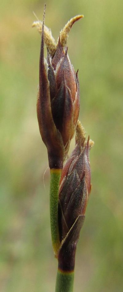 Hypodiscus rugosus, photographed by douglaseustonbrown
