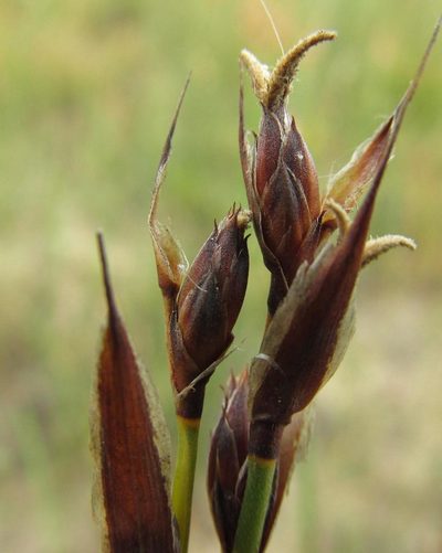 Hypodiscus rugosus, photographed by douglaseustonbrown