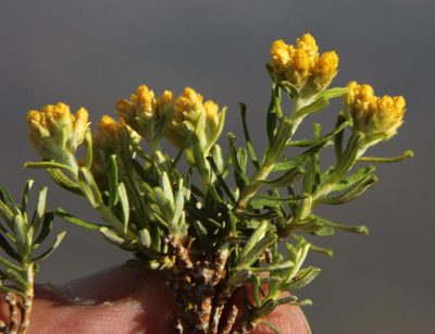 Helichrysum trilineatum, photographed by Tony Rebelo