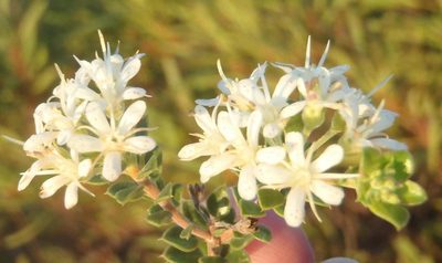Agathosma recurvifolia, photographed by Nicola van Berkel