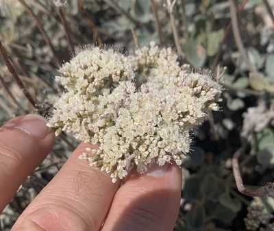 Eriogonum corymbosum, photographed by Northcut