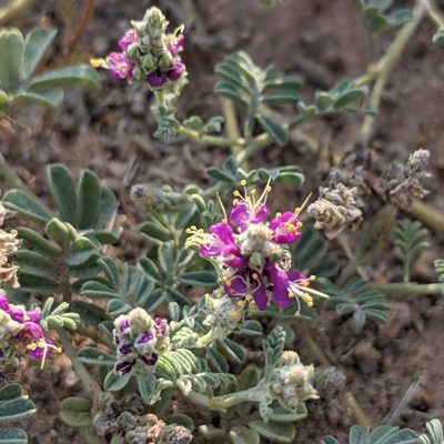 Dalea lanata, photographed by Dominic Gentilcore