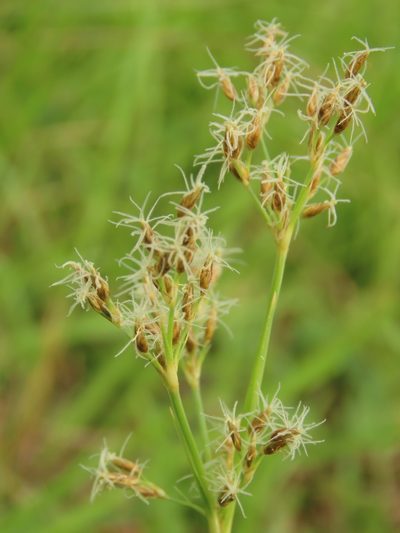 Fimbristylis complanata, photographed by chiuluan