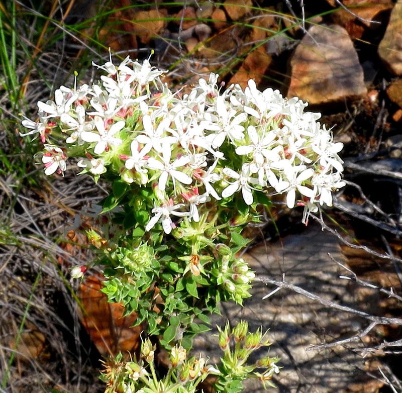 Agathosma mucronulata, photographed by Di Turner