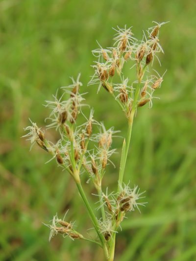 Fimbristylis complanata, photographed by chiuluan