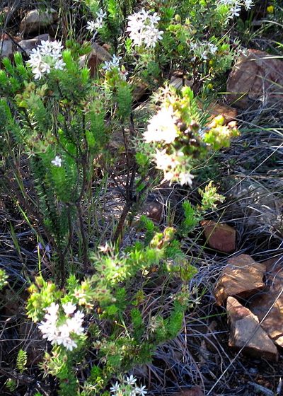Agathosma mucronulata, photographed by Di Turner