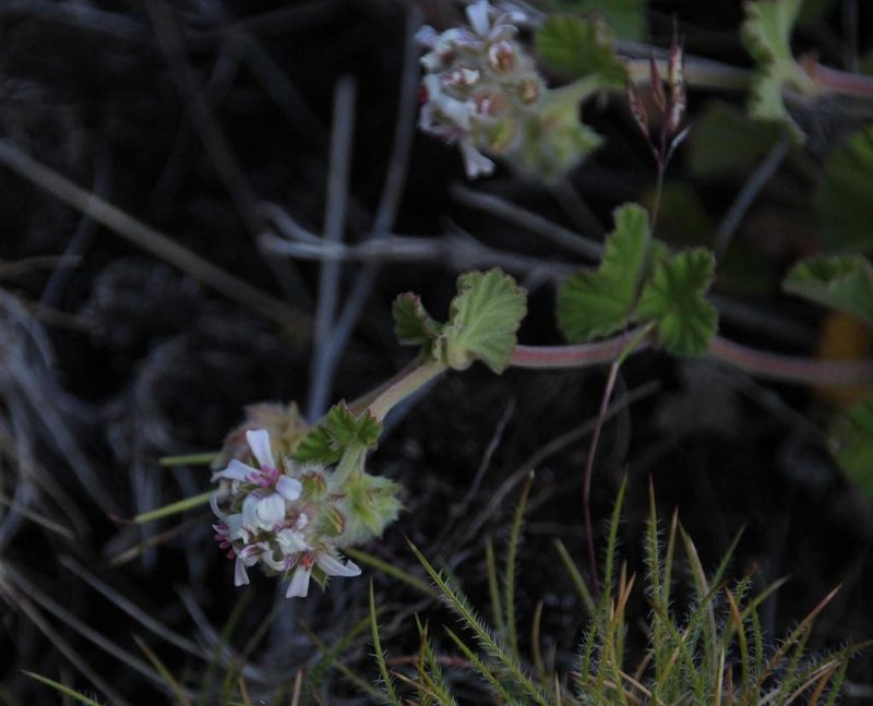 Pelargonium sessiliflorum, photographed by Tony Rebelo