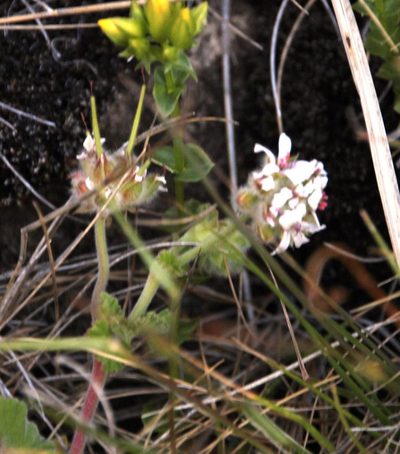 Pelargonium sessiliflorum, photographed by Tony Rebelo