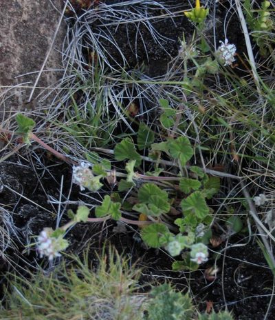 Pelargonium sessiliflorum, photographed by Tony Rebelo
