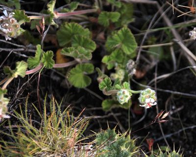 Pelargonium sessiliflorum, photographed by Tony Rebelo