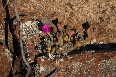 Delosperma lootsbergense, photographed by Tony Rebelo