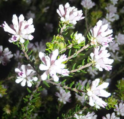 Phylica lachneaeoides, photographed by Nicola van Berkel