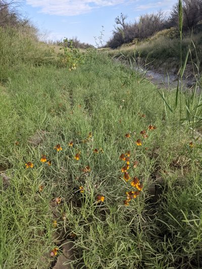 Ratibida tagetes, photographed by Dominic Gentilcore