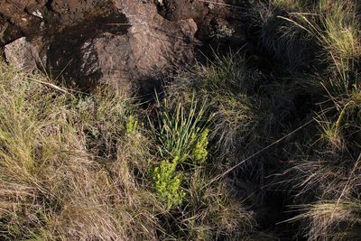 Carex clavata, photographed by Tony Rebelo