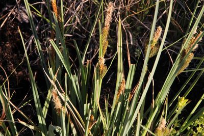 Carex clavata, photographed by Tony Rebelo