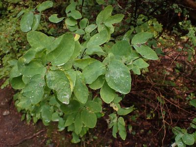 Lonicera utahensis, photographed by Randal