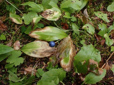 Clintonia uniflora, photographed by Randal